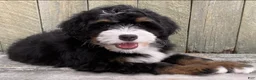 Mini Bernedoodle dogs for sale: 🧡IN BOSTON MASSACHUSETTS AREA🧡MINI BERNEDOODLE BOY🧡 - Ad 5