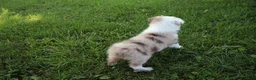 Australian Shepherd dogs for sale: Seth - Ad 3