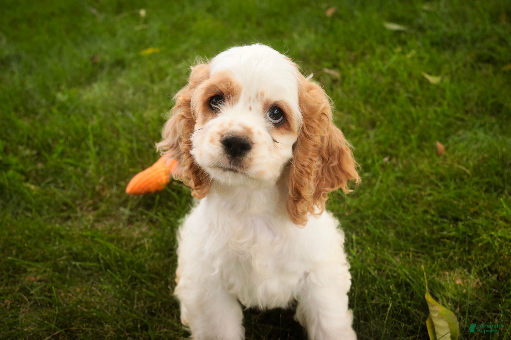 Cocker Spaniel dogs Ash Cocker Spaniel  - Ad 1