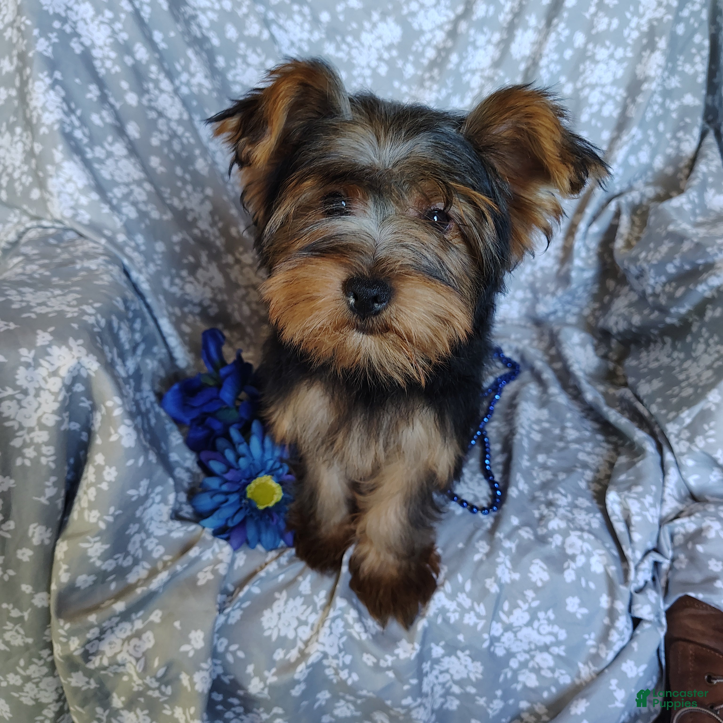 Yorkshire Terrier dogs Lance - Ad 1