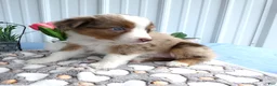 Miniature Australian Shepherd dogs for sale: Miniature Australian Shepherd 6 Rayana - Ad 4