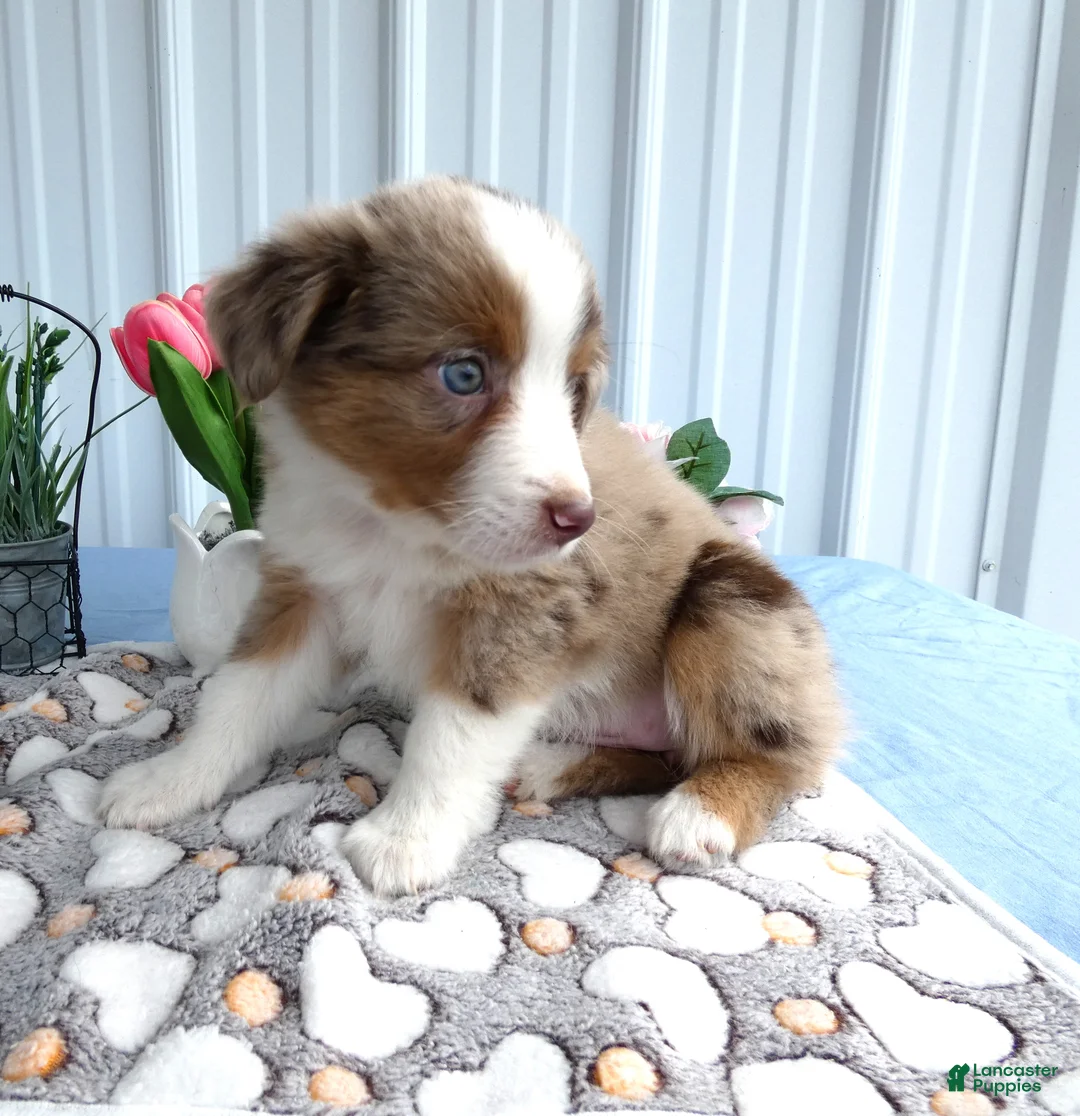 Miniature Australian Shepherd dogs for sale: Miniature Australian Shepherd 6 Rayana - Ad 4