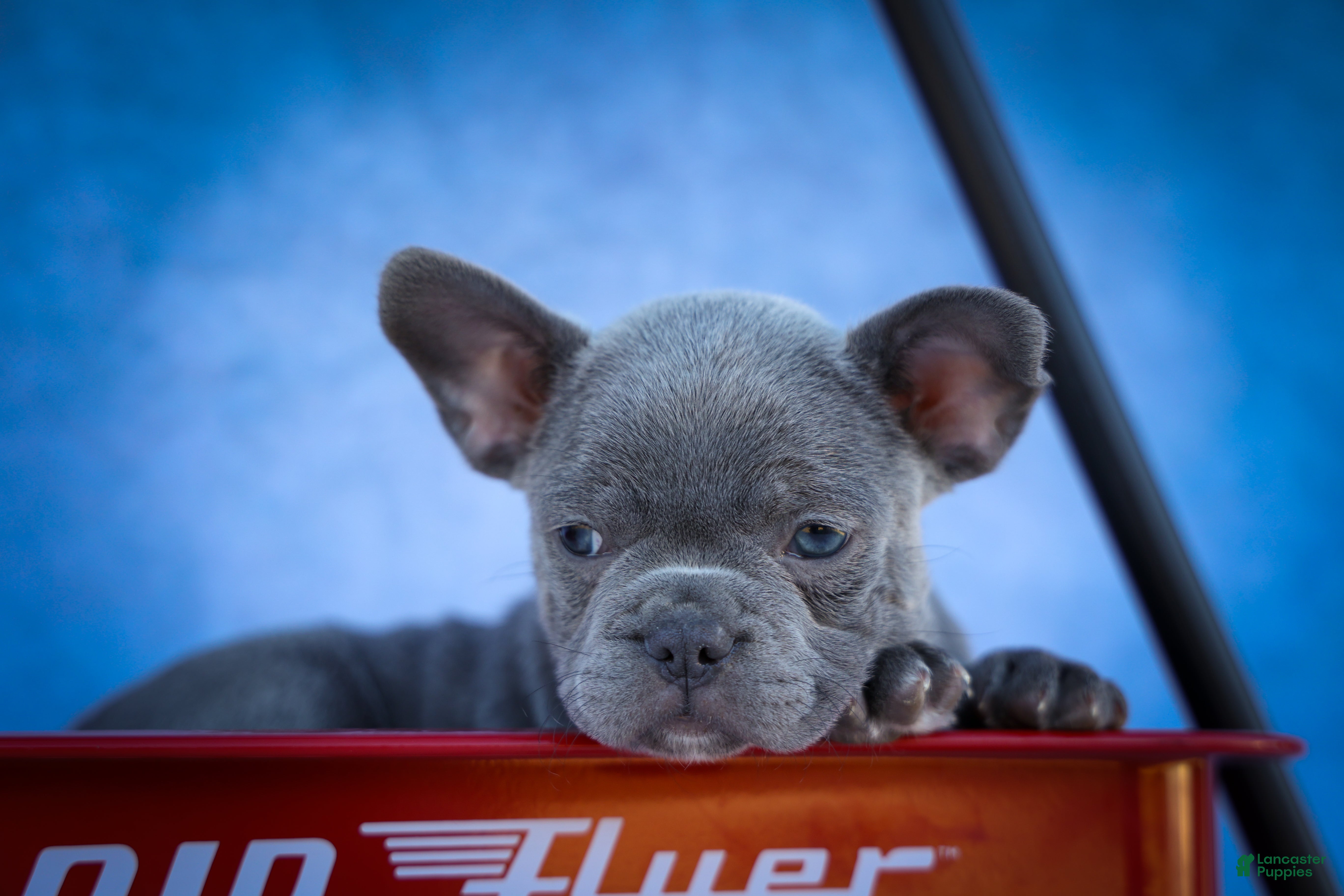 Frenchton dogs Quinn - Ad 2