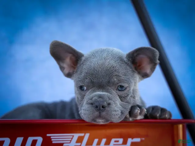 Frenchton dogs Quinn - Ad 2