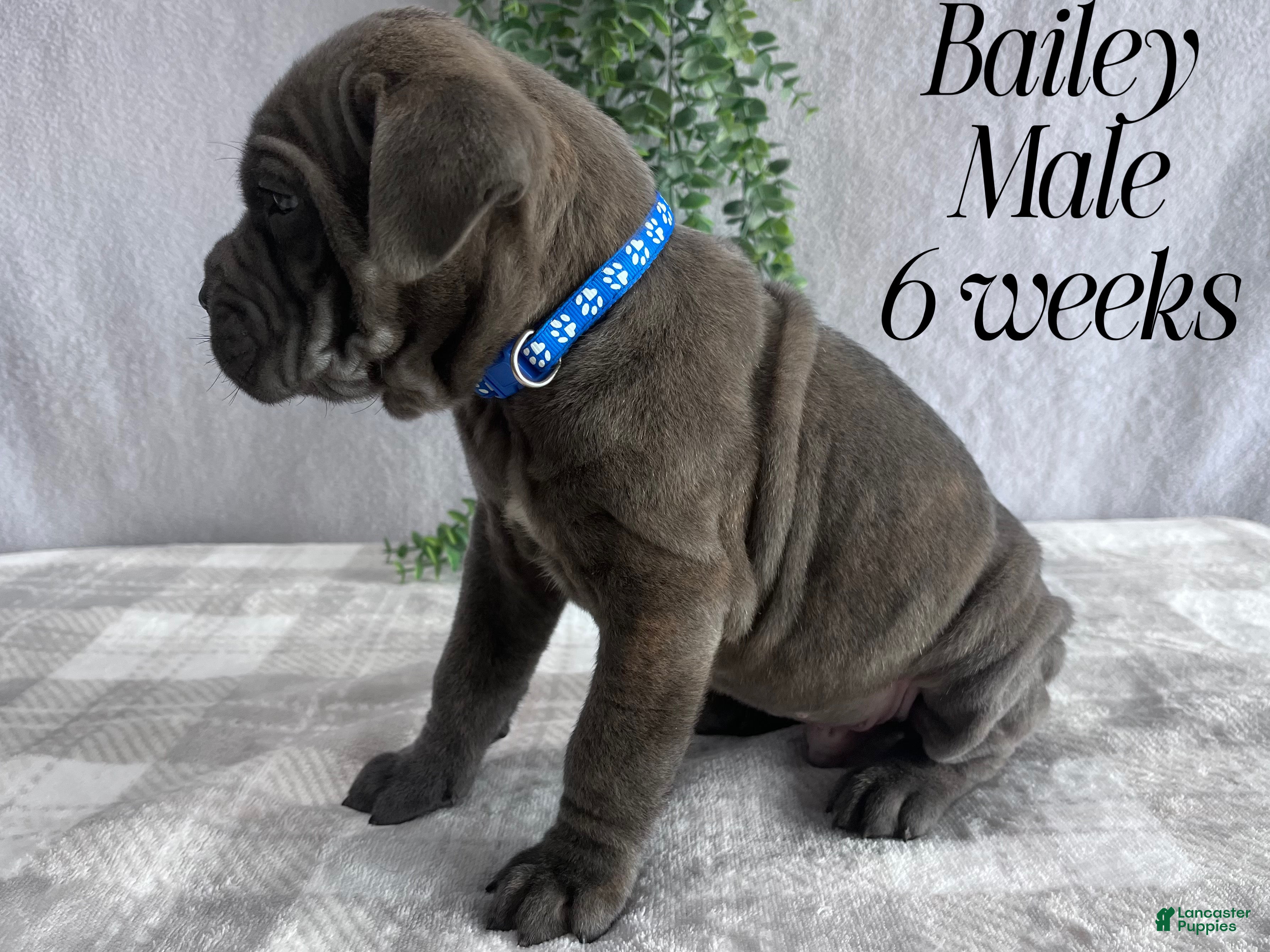 Cane Corso dogs Bailey - Ad 1