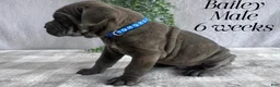 Cane Corso dogs for sale: Nikki - Ad 91