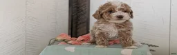 Cockapoo dogs for sale: Tara - Ad 4