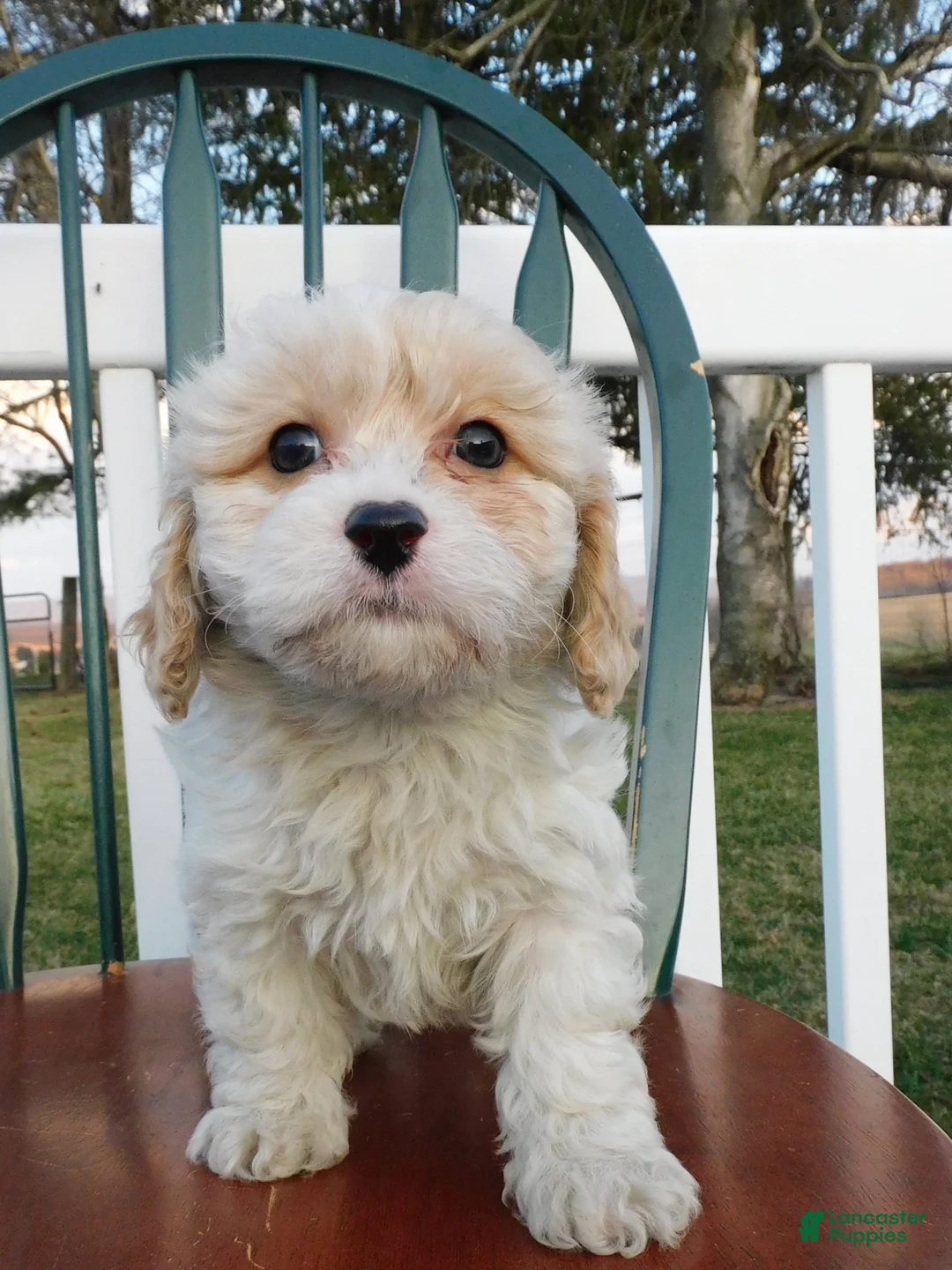 Cavachon dogs for sale: Tawny - Ad 1