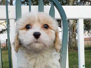 Cavachon dogs for sale: Tawny - Ad 4