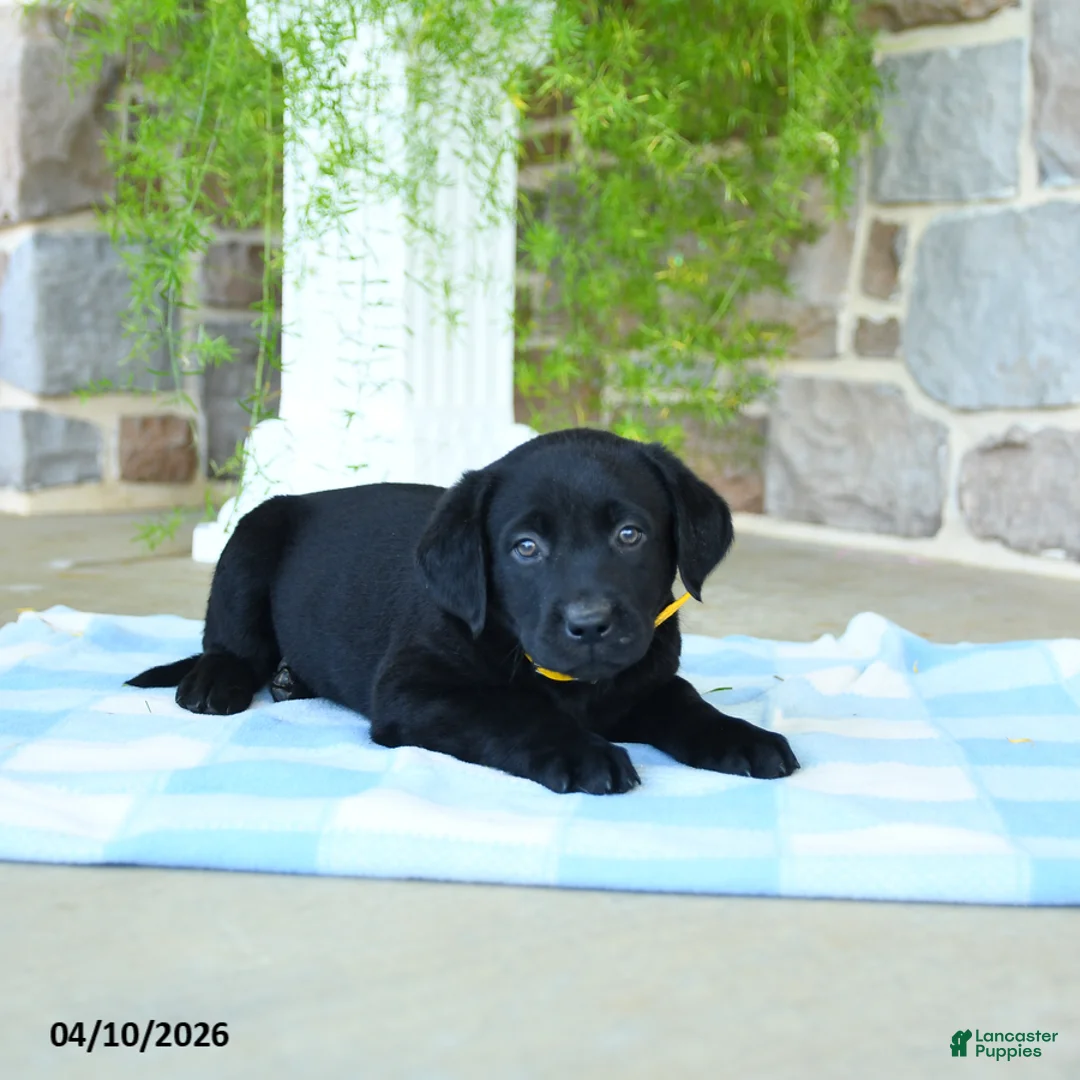 Labrador Retriever dogs for sale: Banana - Ad 3