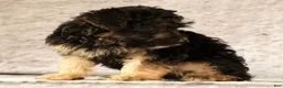 Yorkiepoo dogs for sale: Lonas - Ad 9