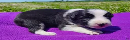 Border Collie dogs for sale: Piper - Ad 28