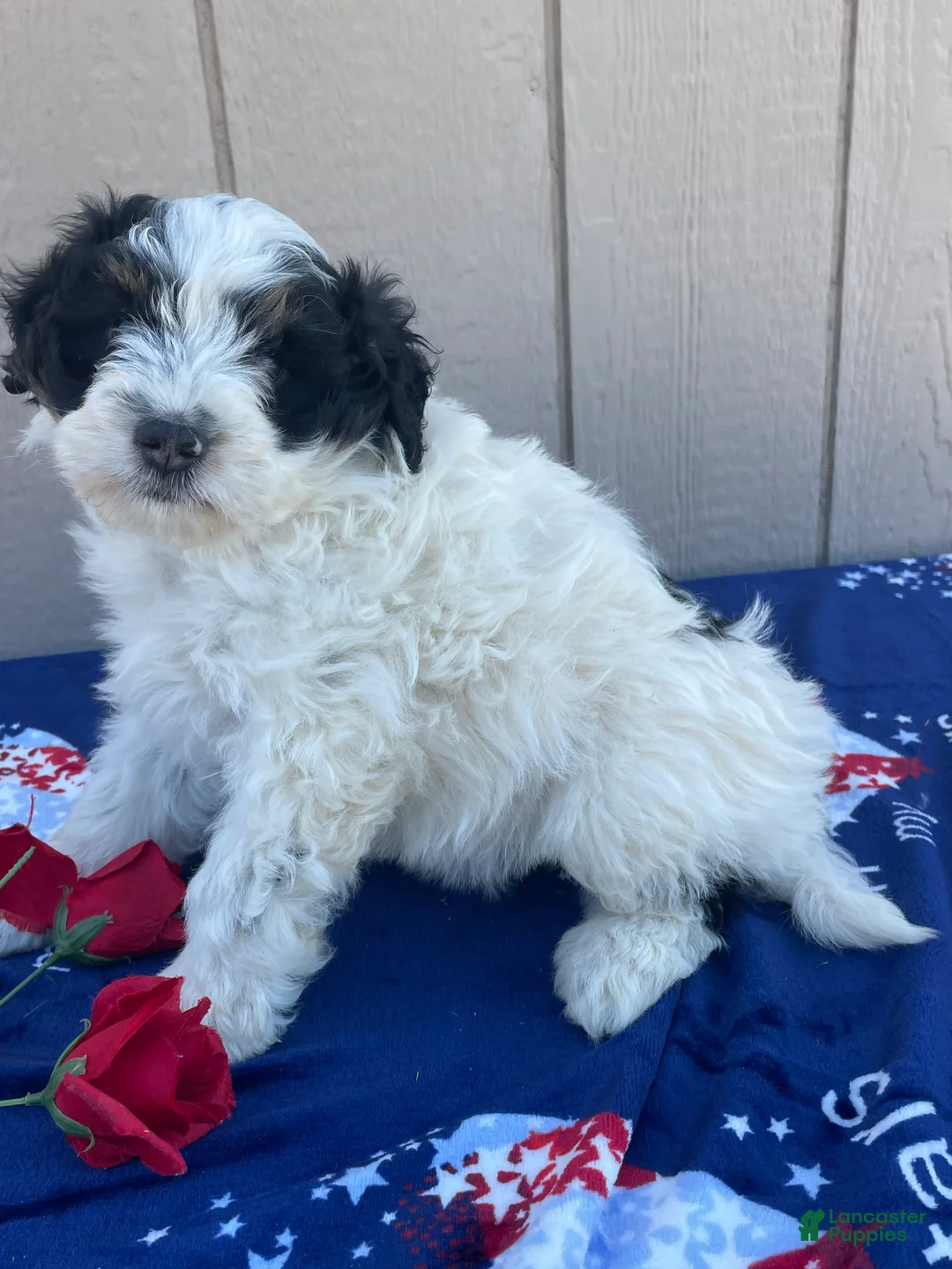 Mini Bernedoodle dogs for sale: Bert - Ad 4