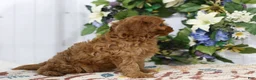 Cavapoo dogs for sale: Archie - Ad 4
