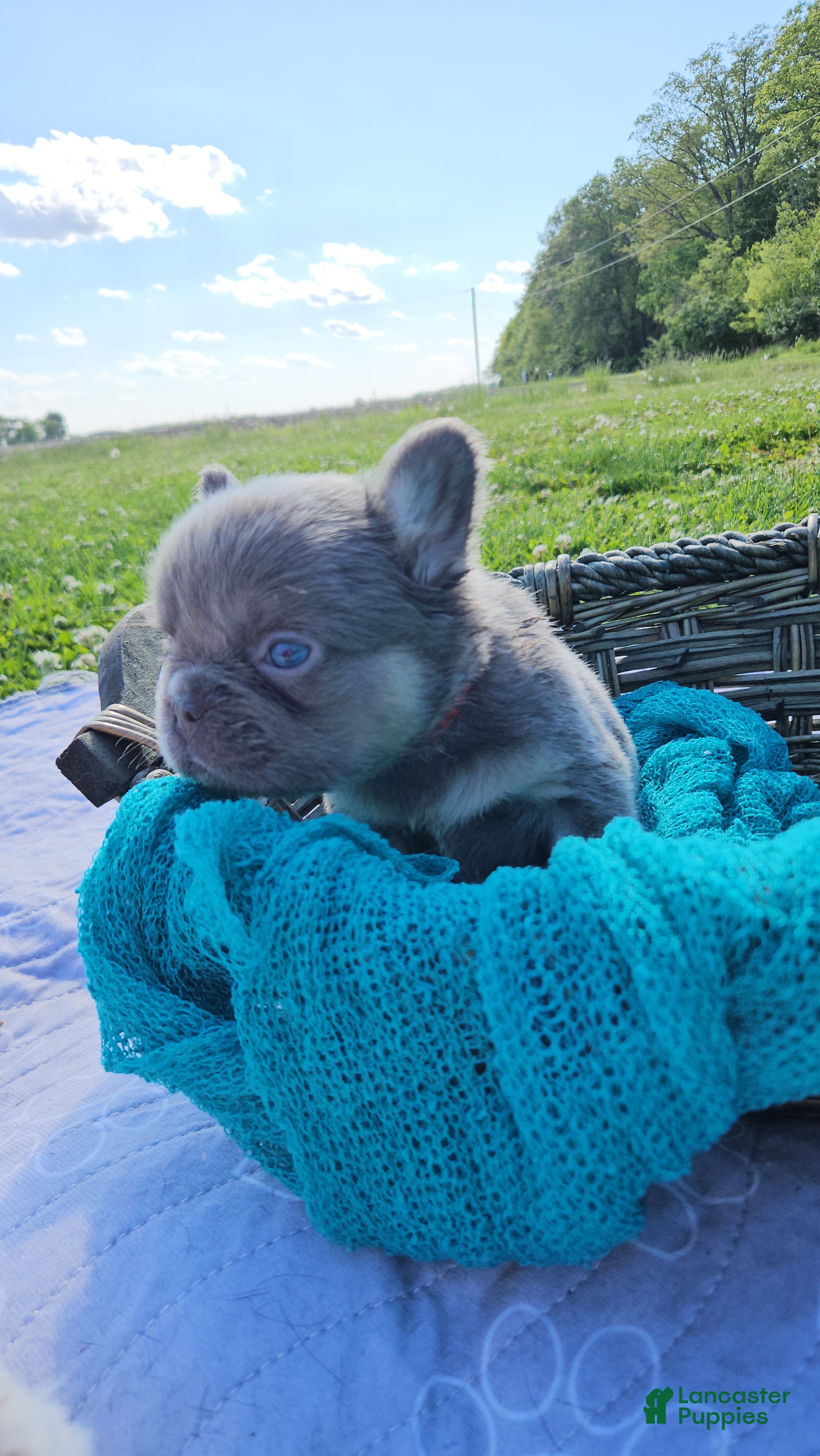 French Bulldog dogs French Bulldog Puppy 1 - Ad 2