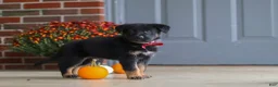 German Shepherd dogs for sale: Matthias - Ad 7