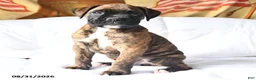 Boxer dogs for sale: Casper - Ad 3