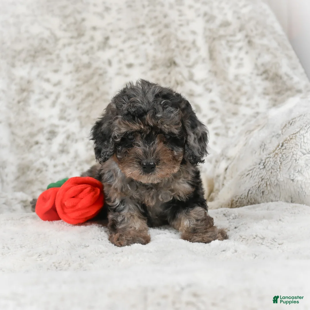 Cavapoo dogs for sale: Tootsie - Ad 7