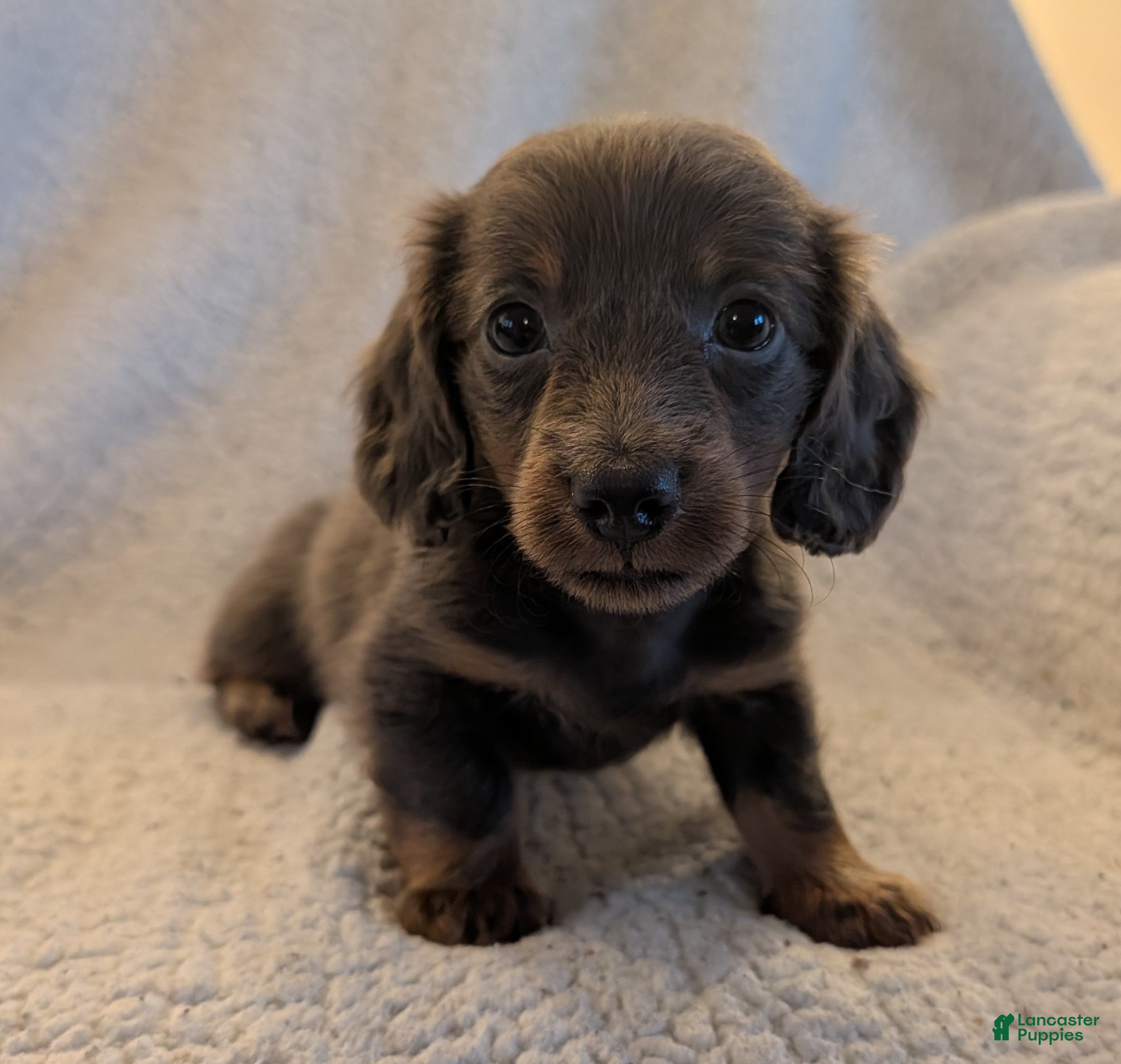 Miniature Dachshund dogs for sale: DAXX - Ad 1
