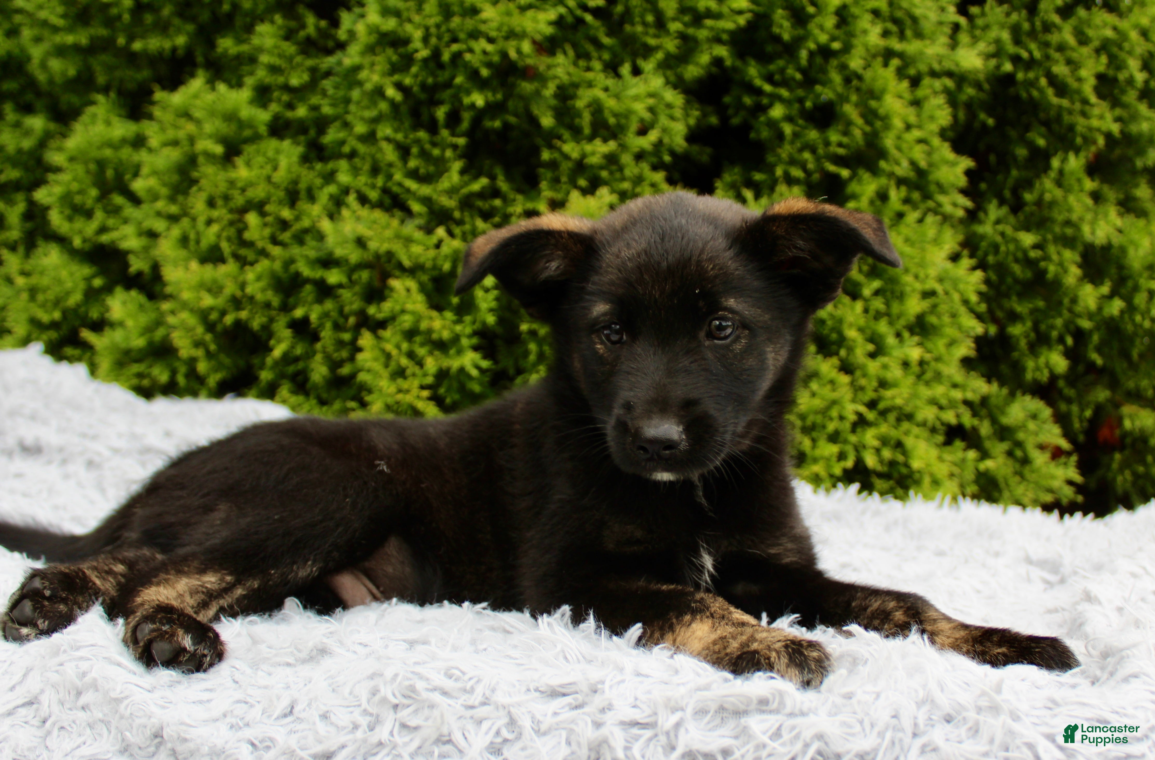 Mixed Breed dogs for sale: Jimmy - Ad 3