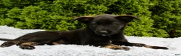Mixed Breed dogs for sale: Jimmy - Ad 1