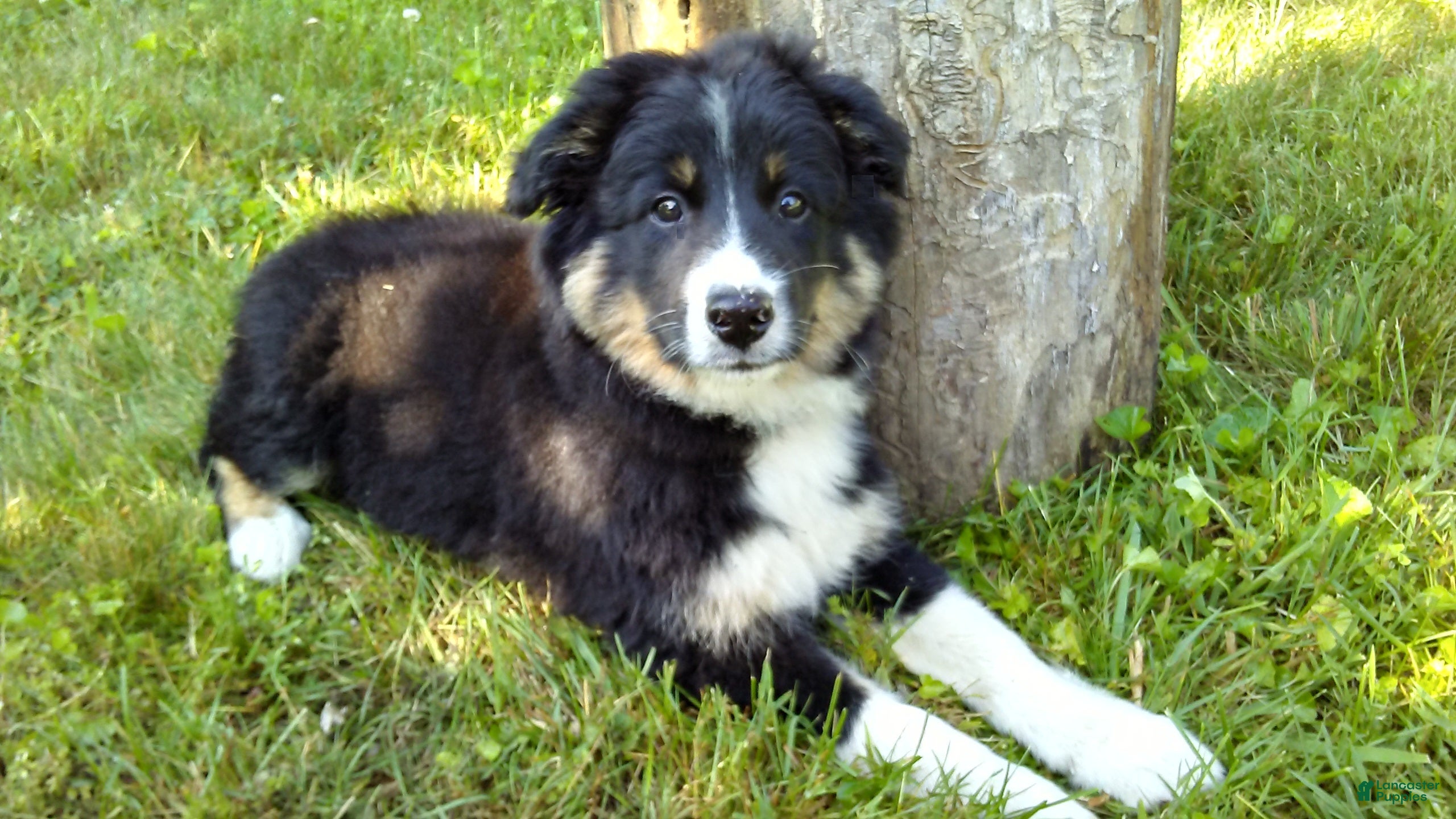 Australian Shepherd dogs Butchie - Ad 2