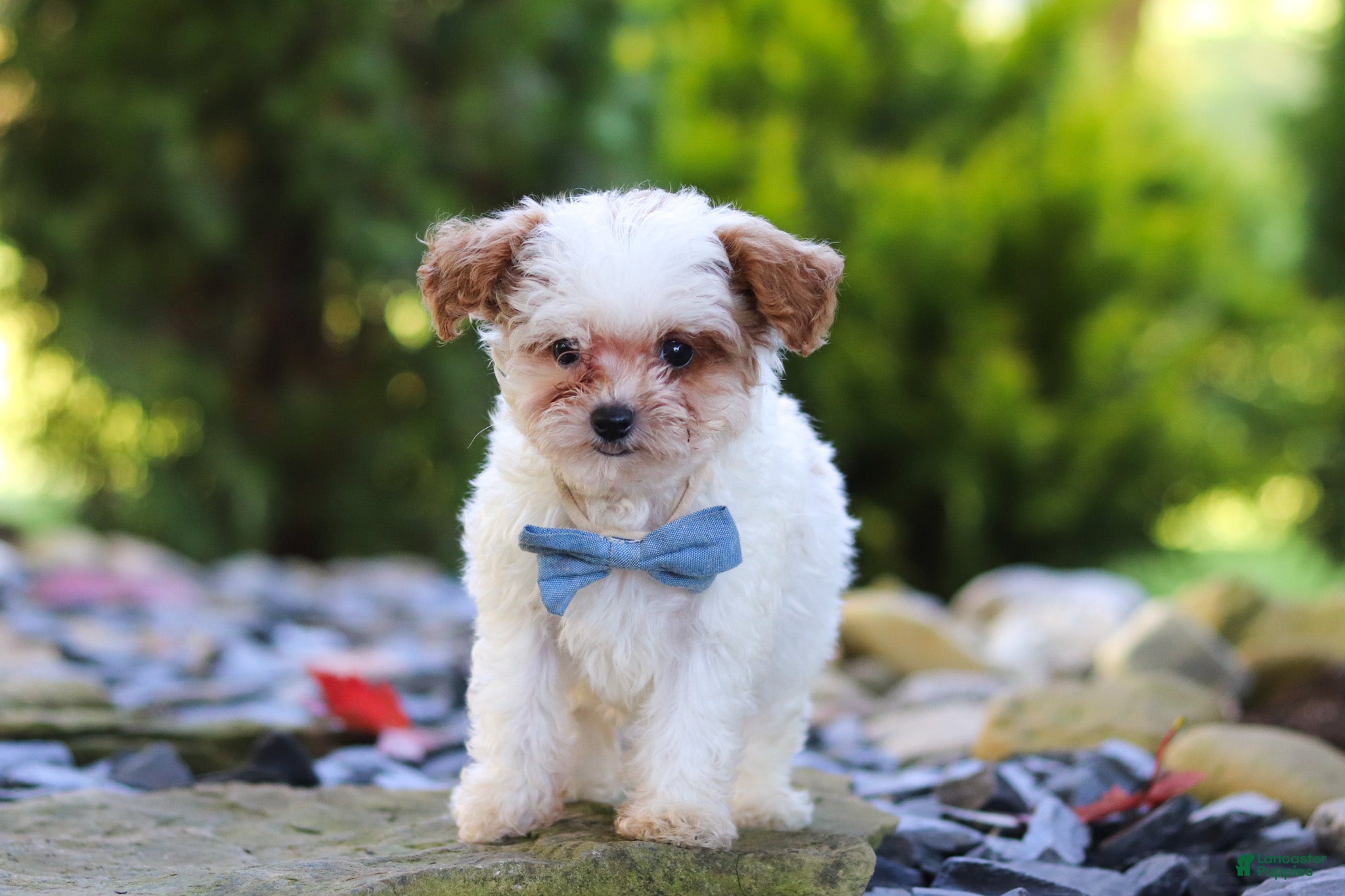 Cavapoo dogs Marley - Ad 2