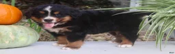 Bernese Mountain Dog dogs for sale: Chad - Ad 8