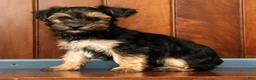 Yorkiepoo dogs for sale: Bingo - Ad 7