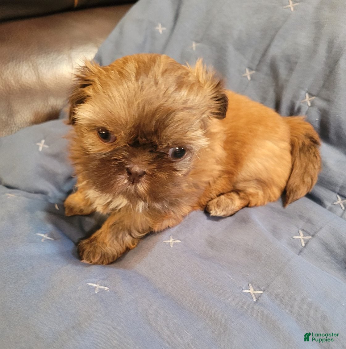 Shih Tzu dogs Shih Tzu Female - Ad 2