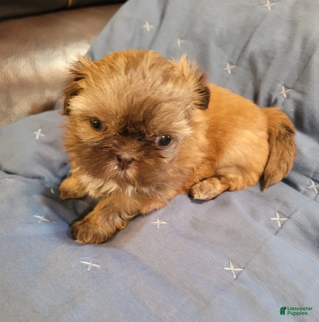 Shih Tzu dogs for sale: Shih Tzu Female - Ad 2