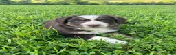 Australian Shepherd dogs for sale: Honey - Ad 7