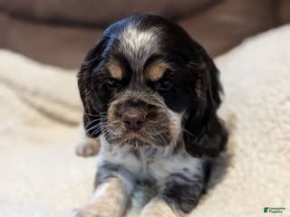 Cocker Spaniel dogs Valentina - Ad 34