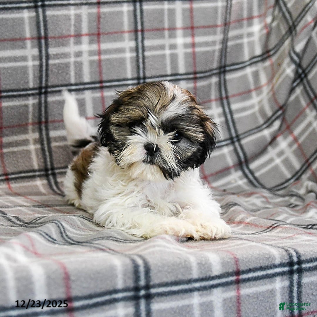 Shihpoo dogs for sale: Midge  - Ad 7
