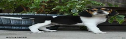 Beagle dogs for sale: Koda - Ad 3