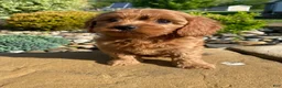 Cavapoo dogs for sale: Harley - Ad 9