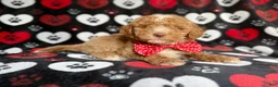 Miniature Poodle dogs for sale: Pluto - Ad 4