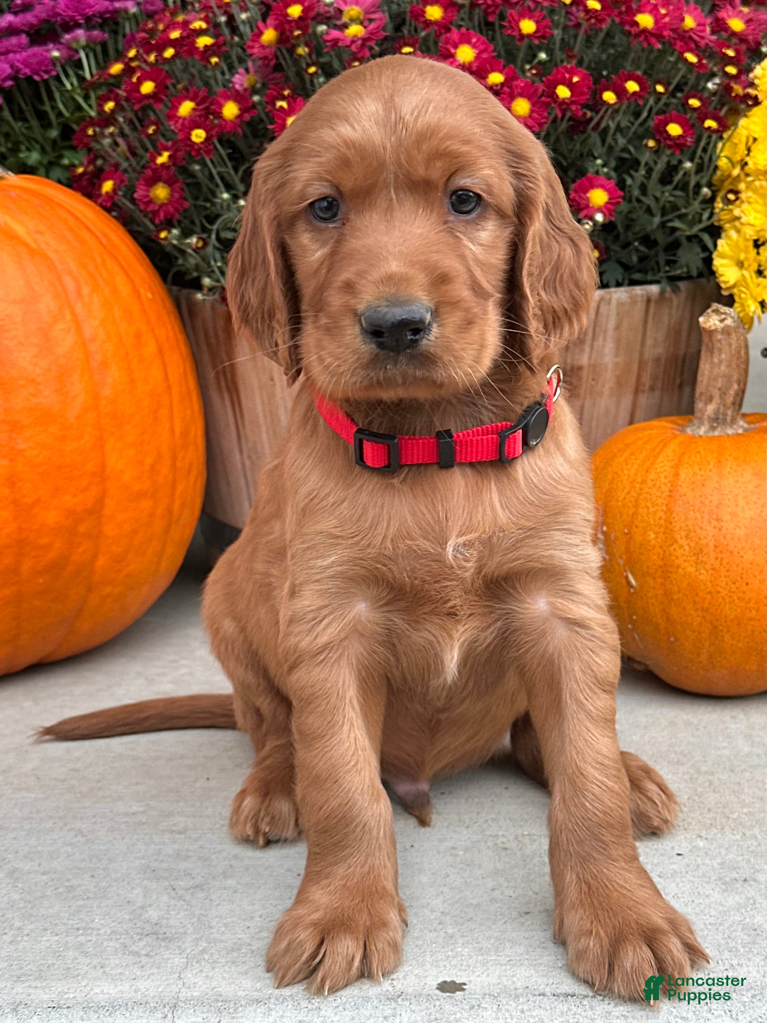Irish Setter dogs Harrison - Ad 1