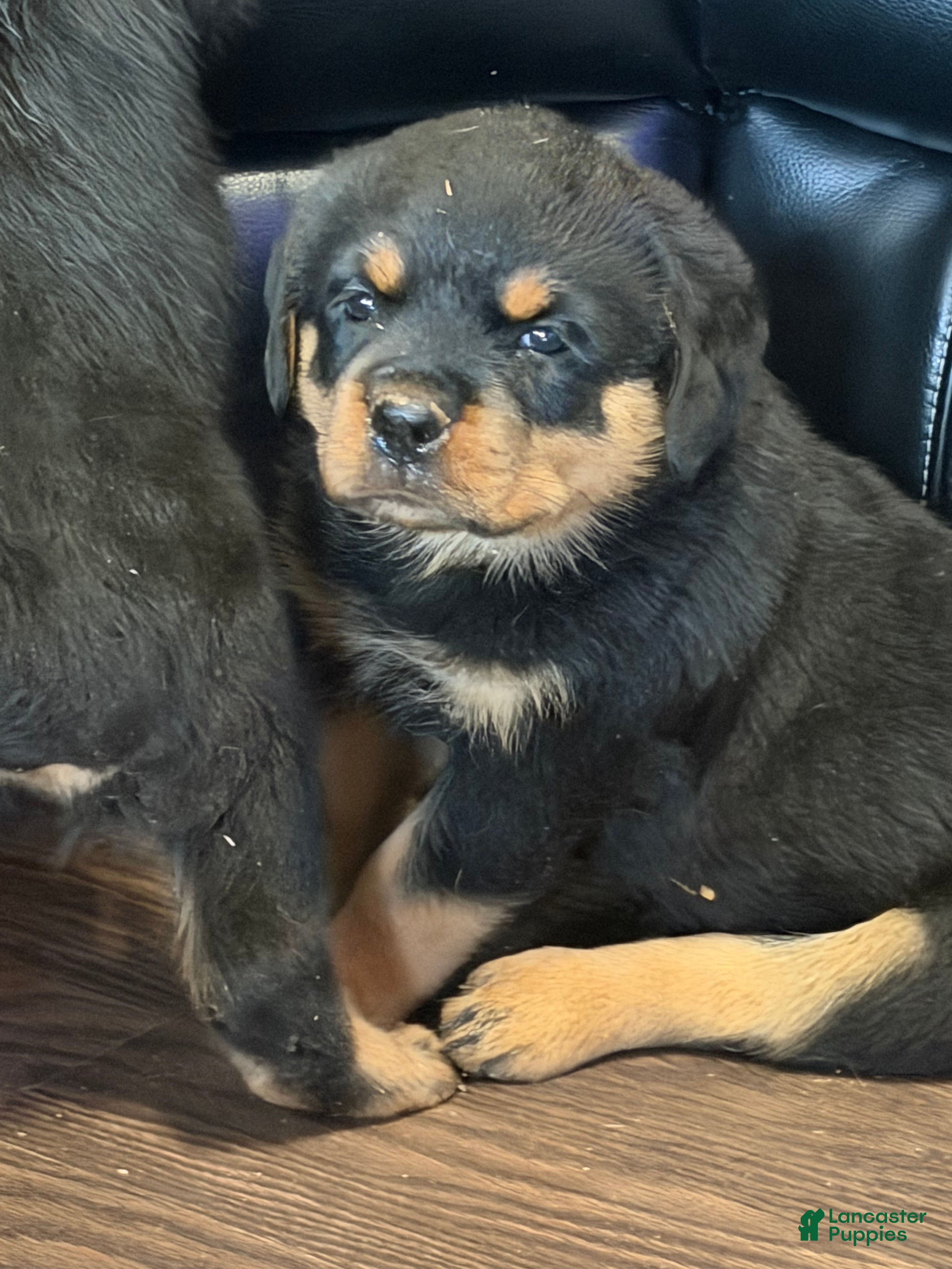 Rottweiler dogs Roxy - Ad 1
