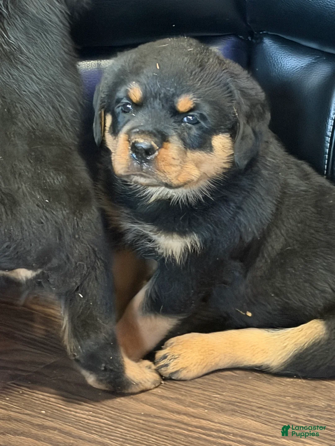 Rottweiler dogs for sale: Roxy - Ad 1