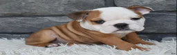 Beabull dogs for sale: Miles - Ad 4