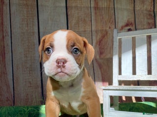 Mixed Breed dogs - Ad 14