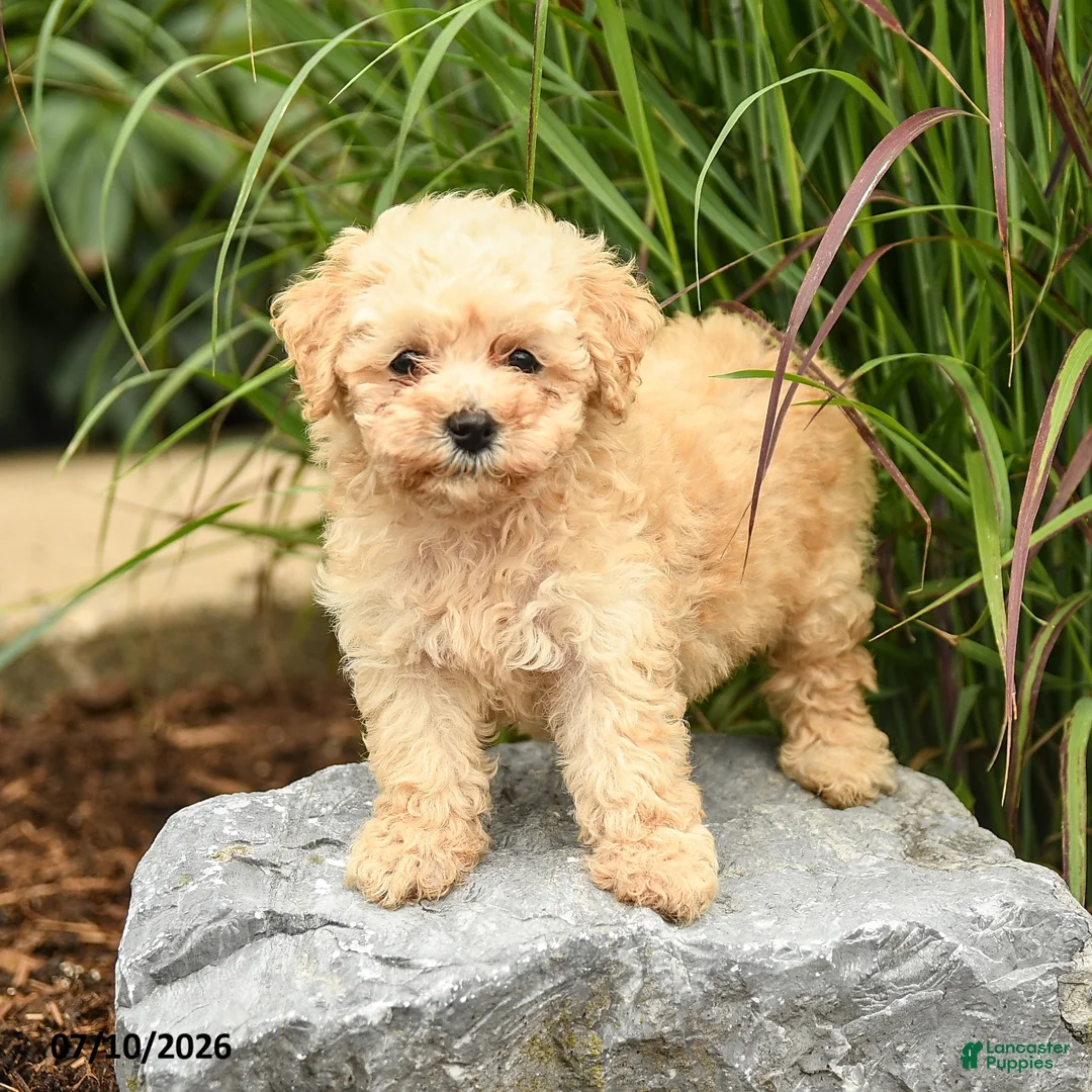 Bichpoo dogs for sale: Tosha - Ad 1