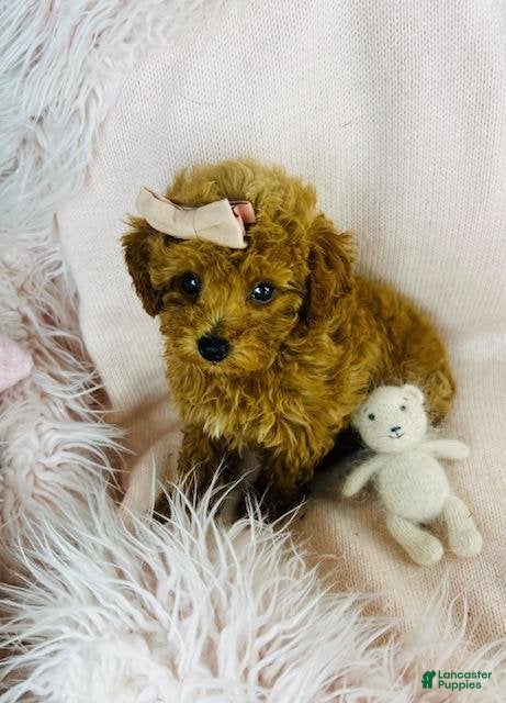 Toy Poodle dogs Meet Preciou  - Ad 7