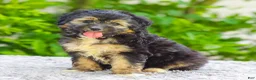 Mini Aussiedoodle dogs for sale: Velvet - Ad 3