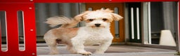 Havanese dogs for sale: Bella Rose - Ad 8