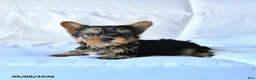 Yorkshire Terrier dogs for sale: Blitz  - Ad 1