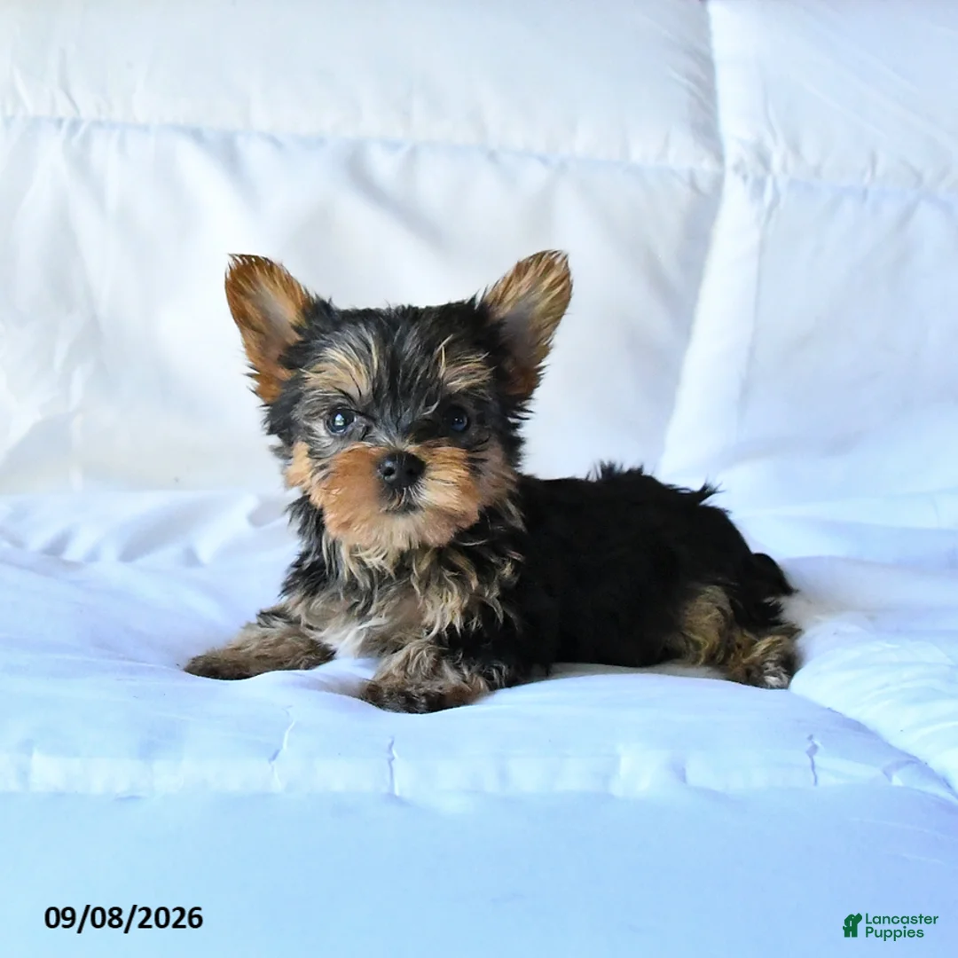 Yorkshire Terrier dogs for sale: Blitz  - Ad 1
