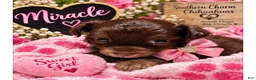 Chihuahua dogs for sale: Midnight-Chocolate  - Ad 22