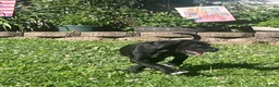 Great Dane dogs for sale: Green - Ad 3